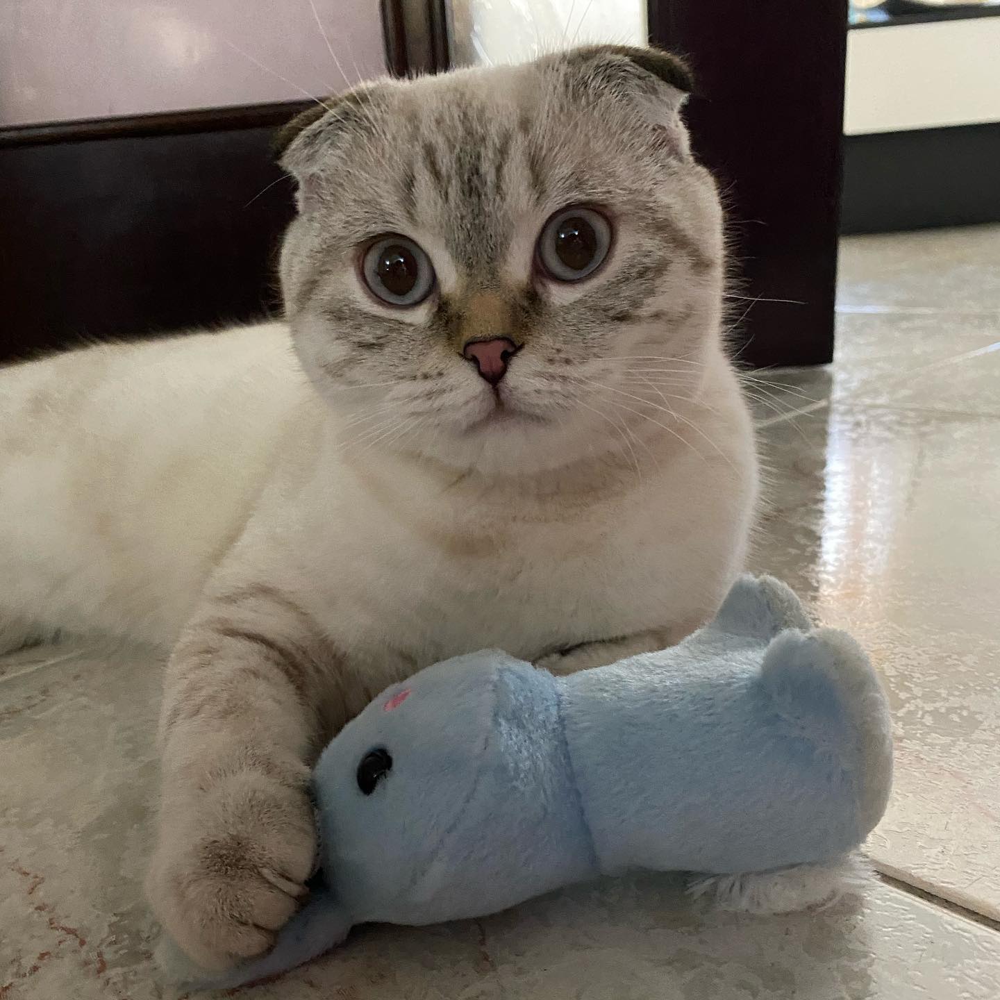 Bella
